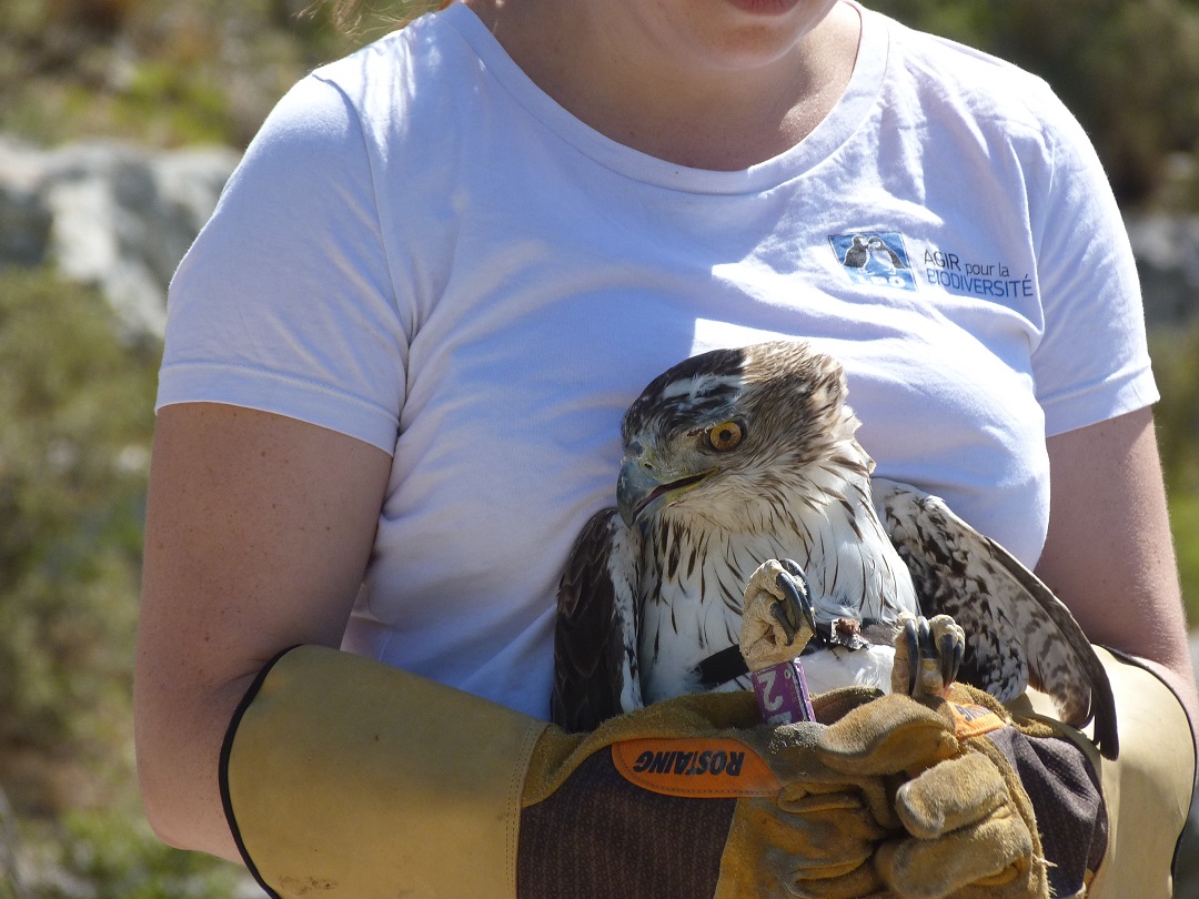 Blessé un aigle Bonelli  a été soigné puis relâché au Parc national des Calanques 