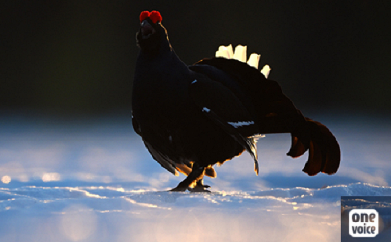 Destimed galliformes de montagne One Voice