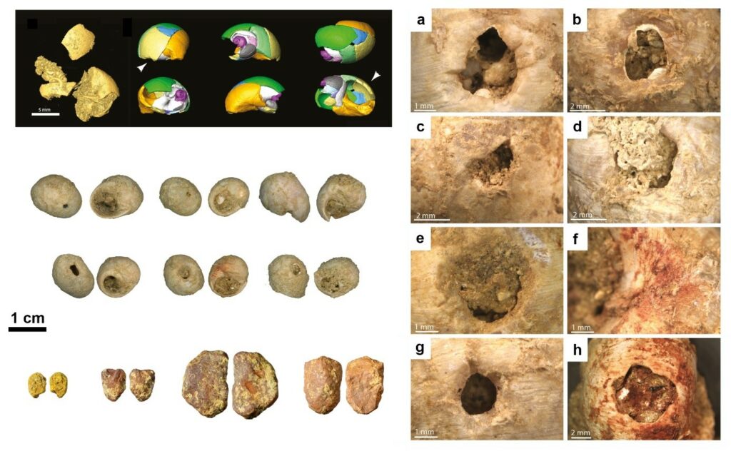 En haut à gauche : Post-traitement microtomographique et reconstruction virtuelle d’un coquillage de Littorina obtusata de La Roche-à-Pierrot (Saint-Césaire, France), cassée in situ lors d'événements post-dépositionnels.Au centre à gauche : Littorina obtusata perforées associées à des outils lithiques châtelperroniens.
En bas à gauche : pigments rouges et jaunes de la même zone
À droite : Vues microscopiques des modifications observées sur Littorina obtusata : perforations faites par pression (a-e, g, h), coloration pigmentaire (f, h). 
© S. Rigaud & L. Dayet