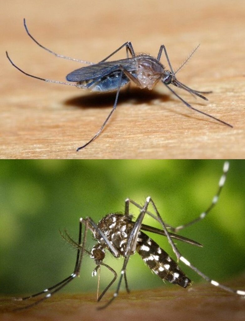 Le moustique Culex (en haut) et le moustique Aedes (en bas), dit tigre, reconnaissable à sa robe rayée (Photos DR)