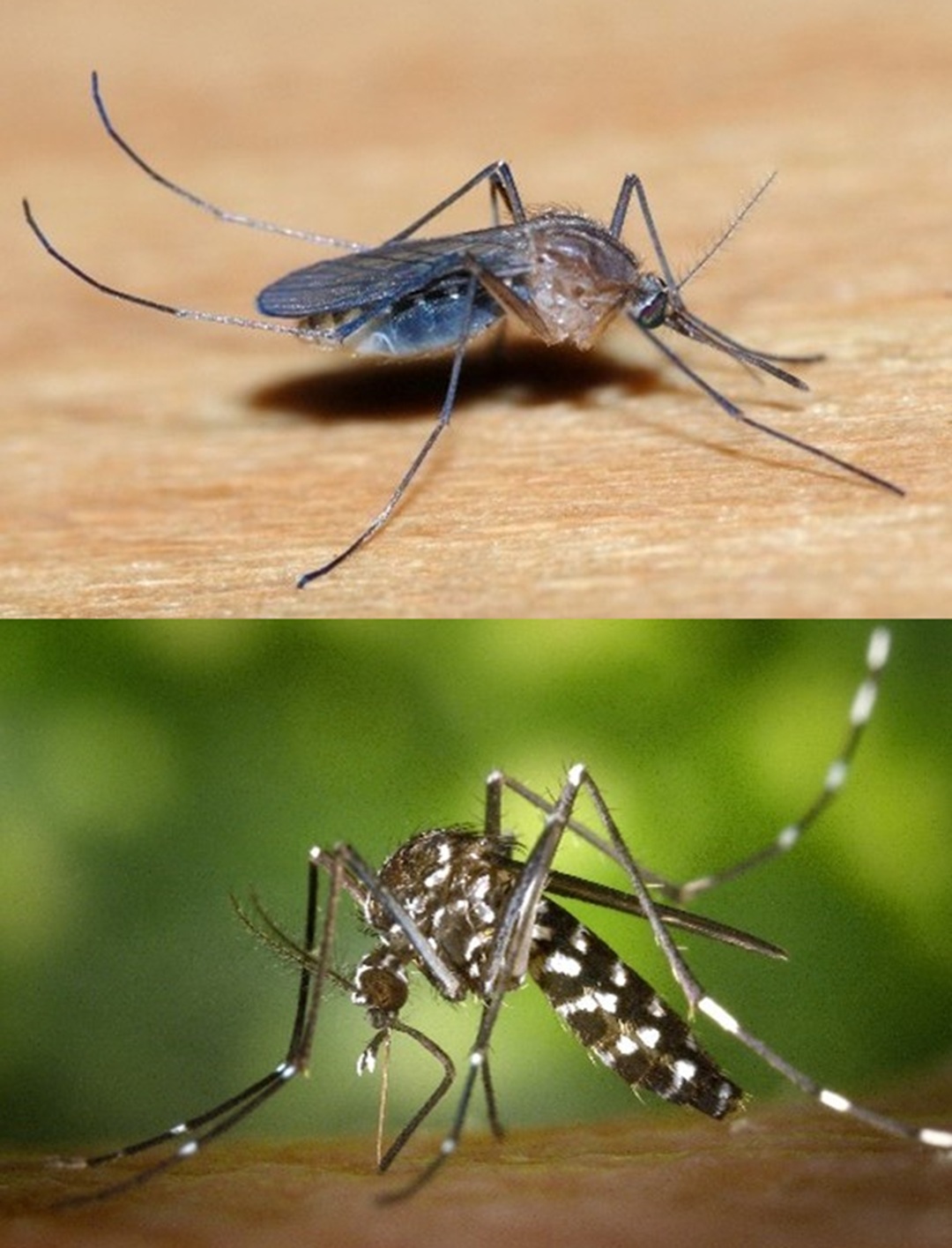 Le moustique Culex (en haut) et le moustique Aedes (en bas), dit tigre, reconnaissable à sa robe rayée (Photos DR)