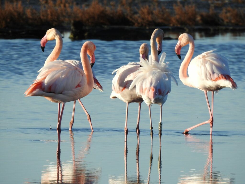 Destimed IMG 20260210 WA0005